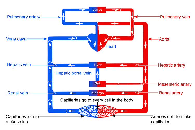 A detailed tract diagram of blood flowing through the veins and arteries of the body